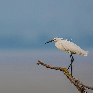 Lake Awassa - Little egret